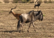 Impala & Wildebeest