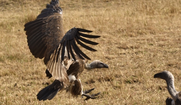 White-backed Vulture landing