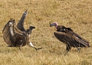 Lappet/white backed Vultures