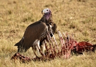 Lappet-faced Vulture full up