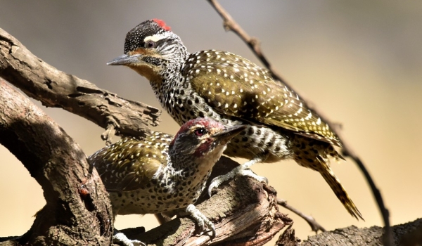 Nubian Woodpeckers – couple