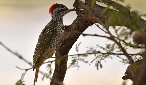 Nubian Woodpecker – f.