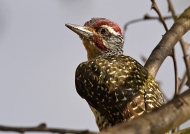 Nubian Woodpecker – m.