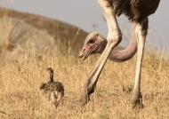 Ostrich with chick