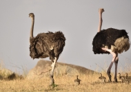 Ostriches-couple with chicks