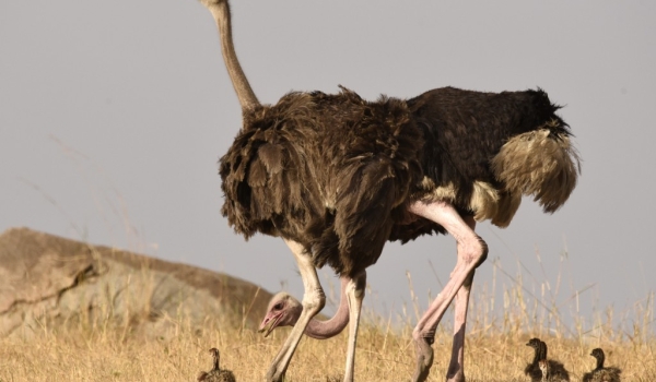 Ostriches-couple with chicks