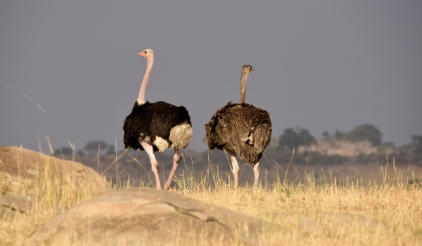 Ostriches – couple