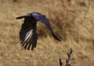 Rüppell’s Long-tailed Starling