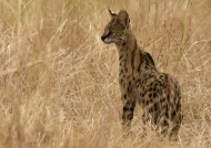 Serval – my favorite cat