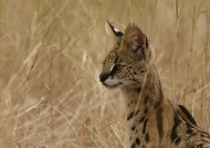North Tanzania – Serval