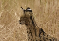 Serval – no one has such ears