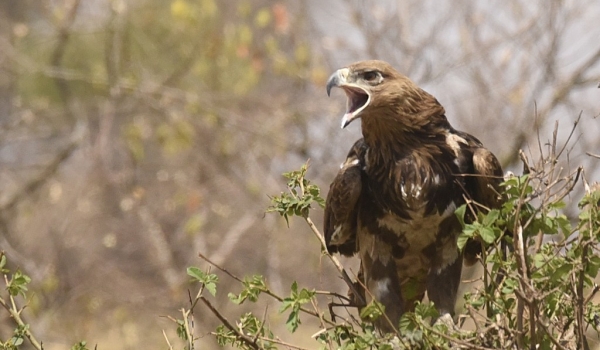 Tawny Eagle angry…