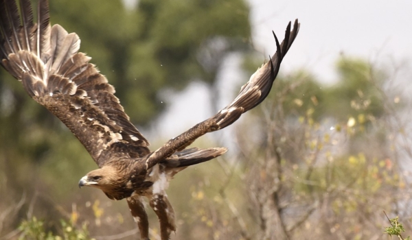 Tawny Eagle leaving the place