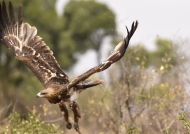 Tawny Eagle leaving the place