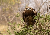 Tawny Eagle concentrated…