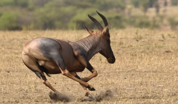 One of the fastest antilope