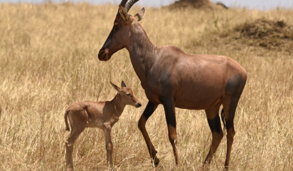 Topi with calf