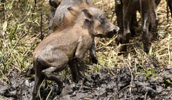 Piglet in the mud