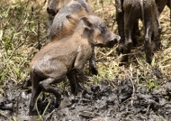 Piglet in the mud