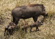 Warthog with his piglets