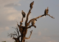 Vultures at sunset