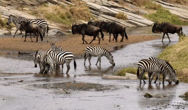 Common Zebras-Wildebeests