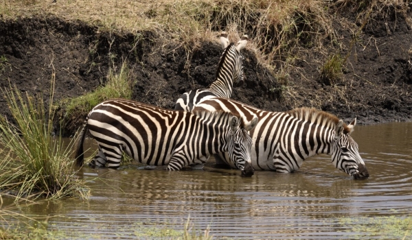 Common Zebras