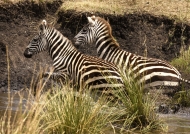 Common Zebras