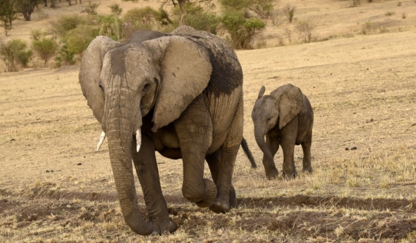 Elephant walking with baby