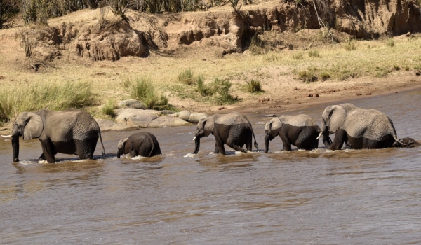 Then crossing the Mara river
