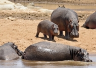 Hippos strolling on the shore