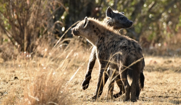 Spotted Hyenas playing