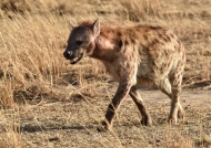 Spotted Hyena coming back…