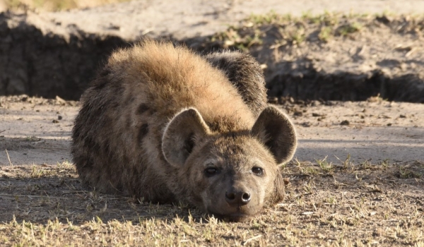 Spotted Hyena Intrigued