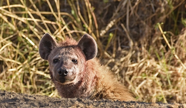 Spotted Hyena hiding