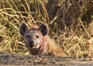 Spotted Hyena hiding