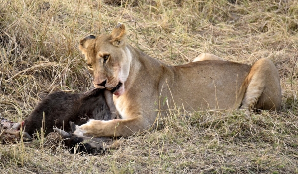 Lion with a Wildebeest calf