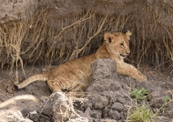 Lion cub – just awaking