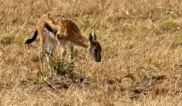 Thomson’s Gazelle – calf