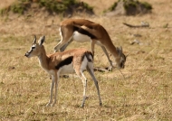 Thomson’s Gazelle with calf