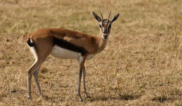 Thomson’s Gazelle – female