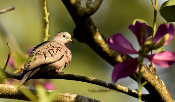 Common Ground Dove-endem.