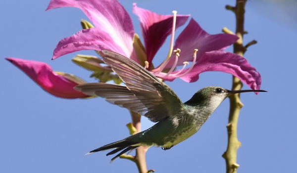 Vervain Hummingbird