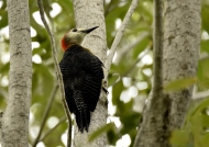 Jamaican Woodpecker-endem.