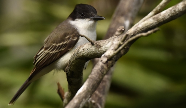 Loggerhead Kingbird-endemic