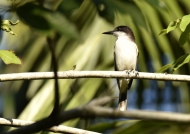 Loggerhead Kingbird-endemic
