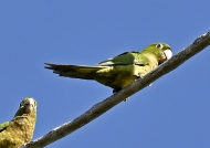 Olive-throated Parakeets-end.