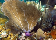 Common sea fan