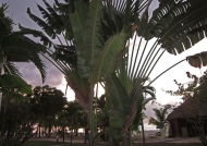 Traveller’s Palm Tree