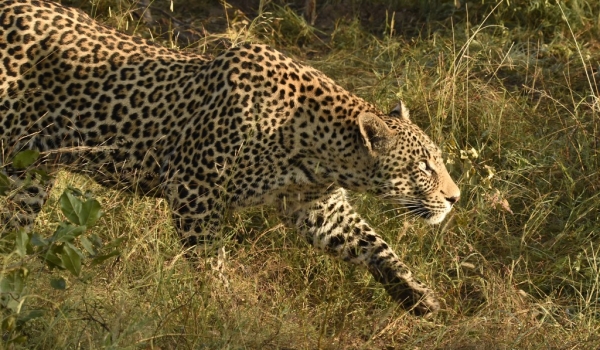 Leopard observing a prey!